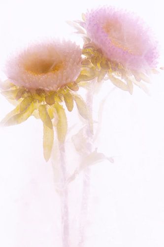 Asters in ice 2