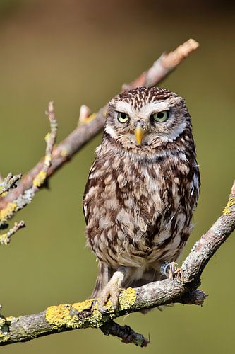 Little owl on green background