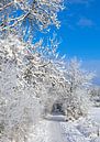 Winterlandschap van Bo Valentino thumbnail