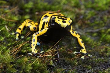 Bijengifkikker (Dendrobates leucomelas) van Ronald Pol
