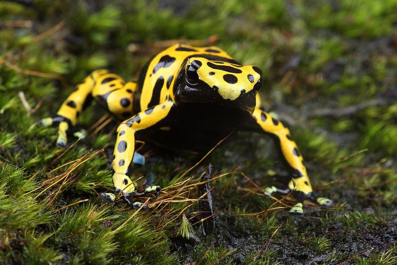 Bienengiftfrosch (Dendrobates leucomelas) von Ronald Pol