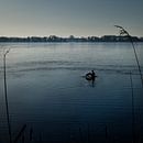 Frisse ochtendduik in Nannewiid by Rutger Hoekstra thumbnail