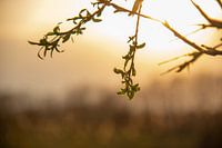 Ondergaande zon
