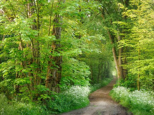 Heureuse matinée de printemps sur Ellen Borggreve