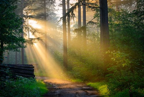 Zonneharpen verlichten het wandelpad