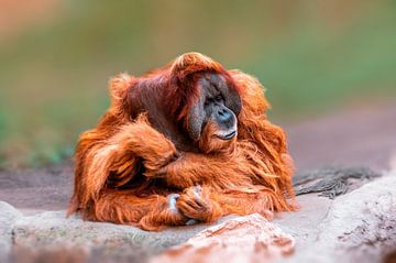 Orang-outan mâle sur Mario Plechaty Photography