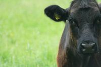 Schwarzer Angus
