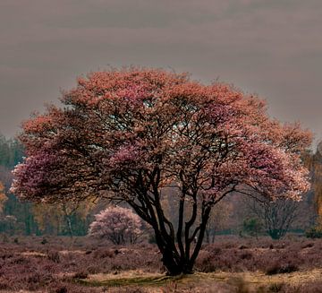 Magischer Baum von Lynlabiephotography