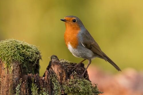 Robin