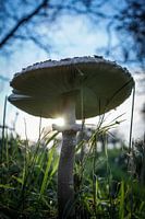 Un champignon dans la lumière
