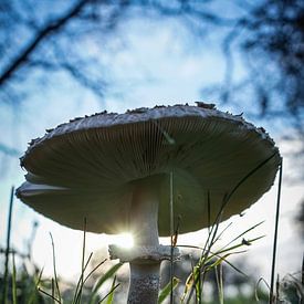 Paddestoel in het licht van Amber van der Velden