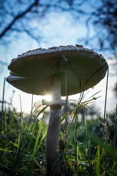 Pilz im Licht von Amber van der Velden