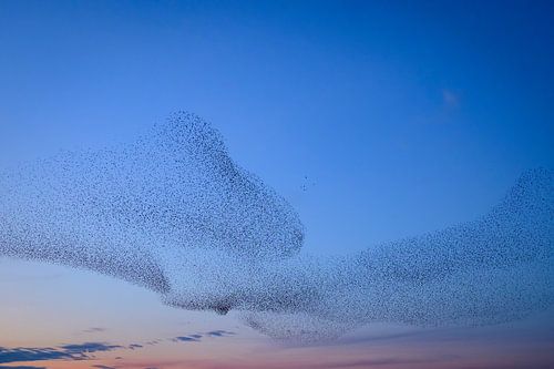 Spreeuwen tijdens zonsondergang