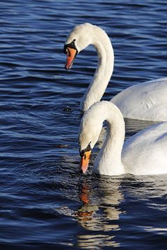 Swan pair by Christel Smits