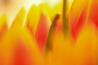 Tulips, Tulips, Flowers,