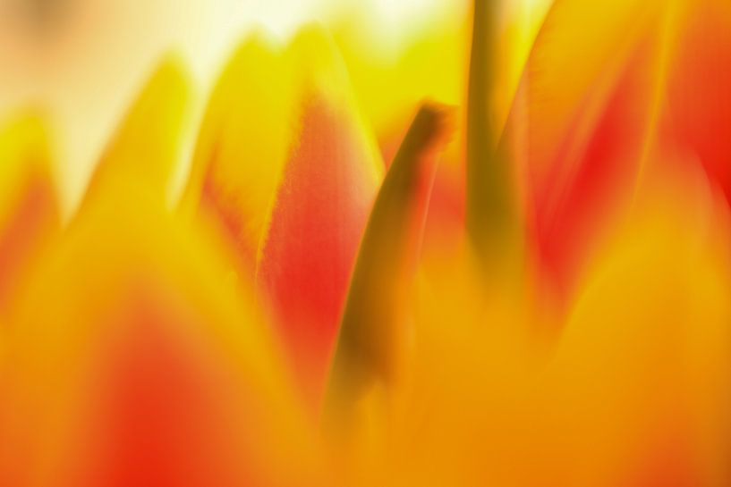 Tulpen, Tulpen, Blumen, von Wilhelmien  Marti