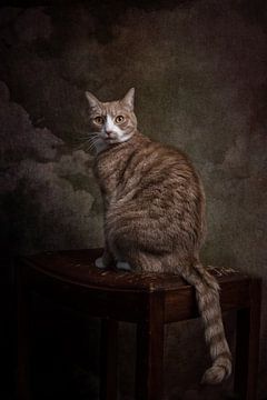 Vintage Fine Art statig portret kat van Nikki IJsendoorn
