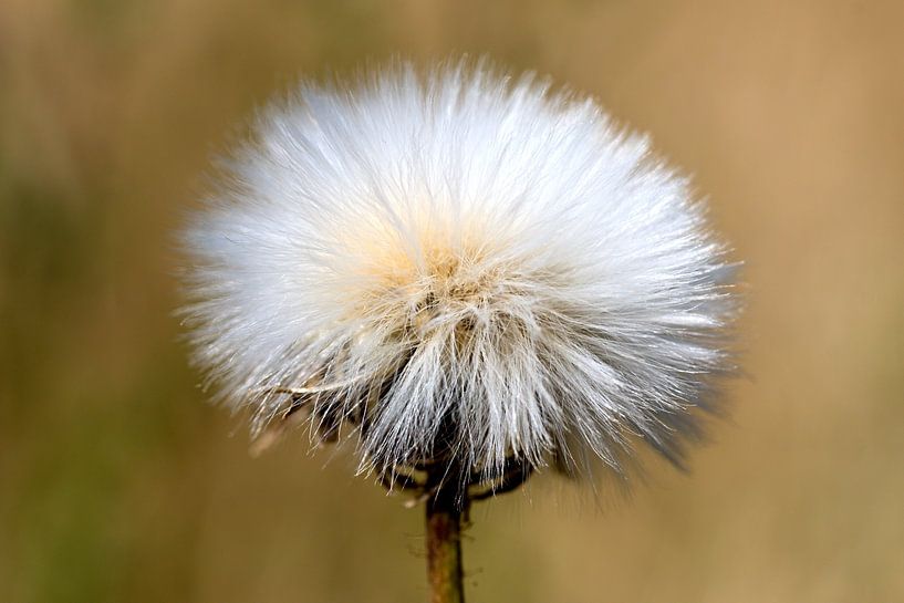 Pluis van een paardebloem by W J Kok