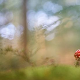 Jeune amanite tue-mouches dans la forêt sur Cor de Hamer