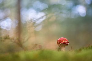 Junger Fliegenpilz im Wald