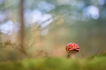 Jonge vliegenzwam in het bos