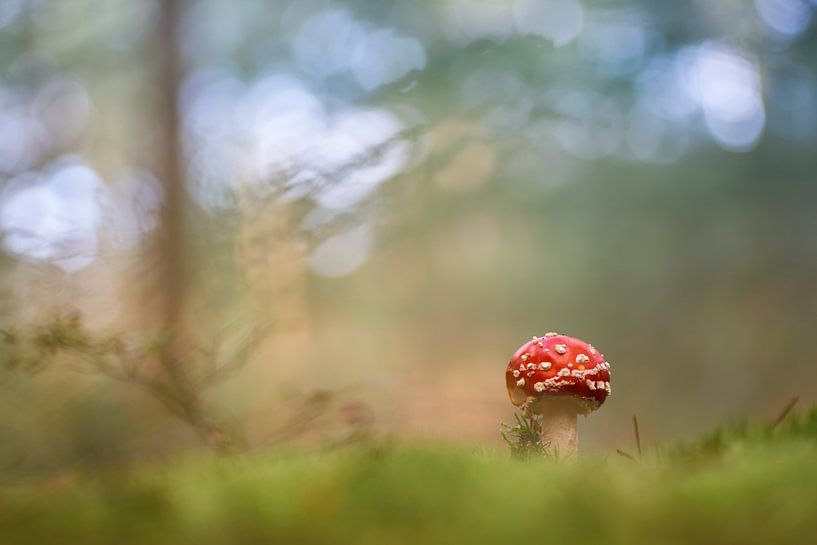 Young fly agaric in the forest by Cor de Hamer