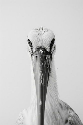 Storch