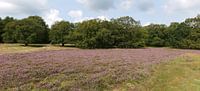 Bruyère fleurie sur la forêt de Kniphorst.