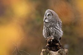 lapland owl by Ina Hendriks-Schaafsma
