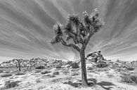 Joshua Tree National Park in Californië | Monochroom van Melanie Viola thumbnail