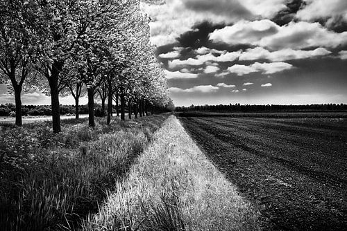 Auslaufende Perspektive, Ackerland mit Bäumen und bewölktem Himmel