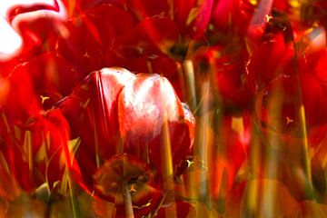 rode tulpen van Carolina D'Andrea