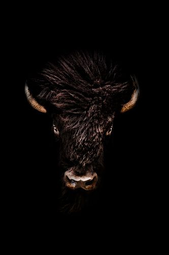 Porträtfoto eines männlichen Bisons