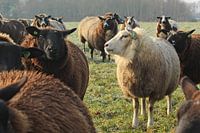 Bonte schapen