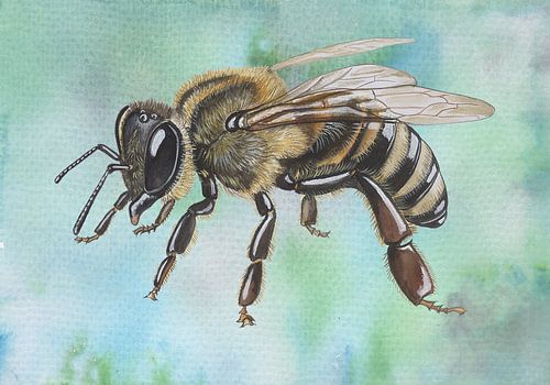 Honeybee