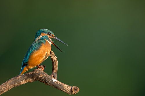 Eisvogel alcedo atthis