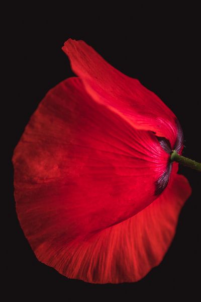 Fine art Poppy by Sandra Hazes