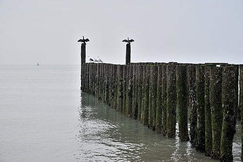 Kormorane am Nordseestrand von 7Horses Photography