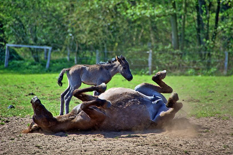 Wildpferd 15 par Edgar Schermaul