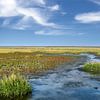 Zeekraal en helmgras in het Nationaal Park Waddenzee van Peter Eckert