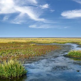 La salicorne et la salicorne officinale dans le parc national de la mer des Wadden sur Peter Eckert