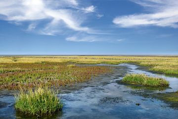 Salz-Schlickgras und Queller im Nationalpark Wattenmeer von Peter Eckert