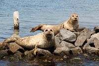 Seals on Lake Grevelingen 1