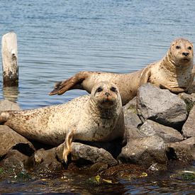 Seals on Lake Grevelingen 1 by Simone Kuijpers