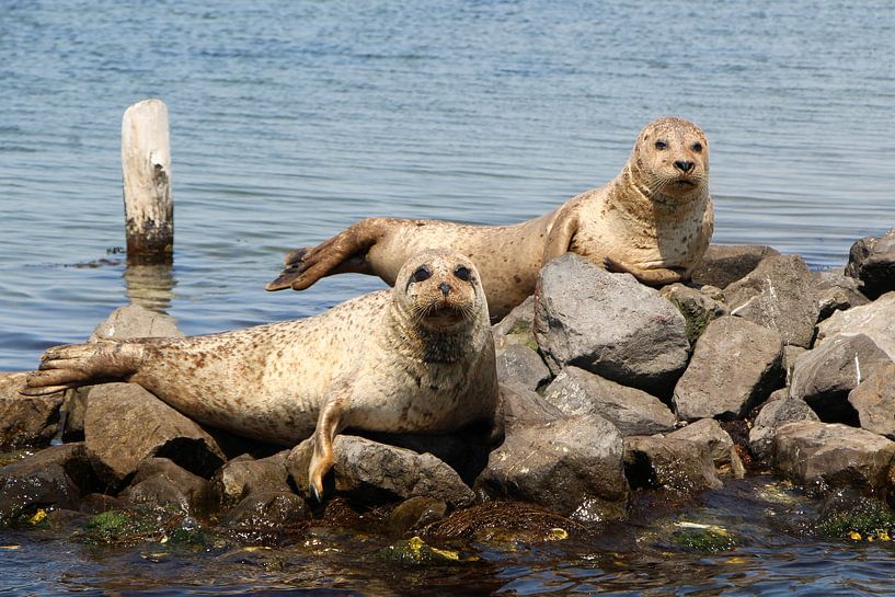 Seals on Lake Grevelingen 1 by Simone Kuijpers