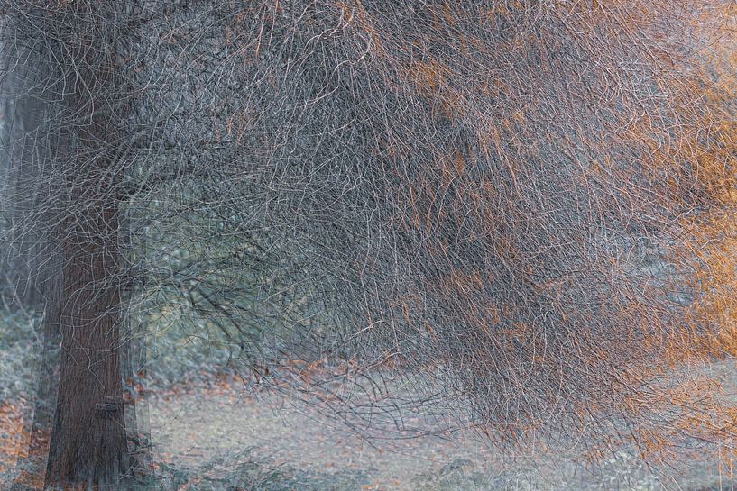 Broomtree von Pauline Rote