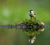 Tolle Meise findet Nuss - nur ein bisschen zu groß