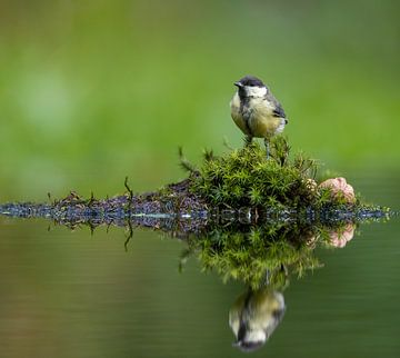 Great Tit finds nut - just a bit too big by Apple Brenner