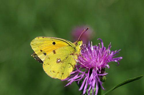 Gele vlinder op roze bloesem