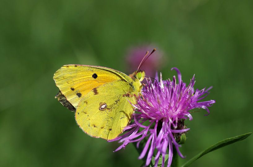 Yellow butterfly on pink blossom by cuhle-fotos